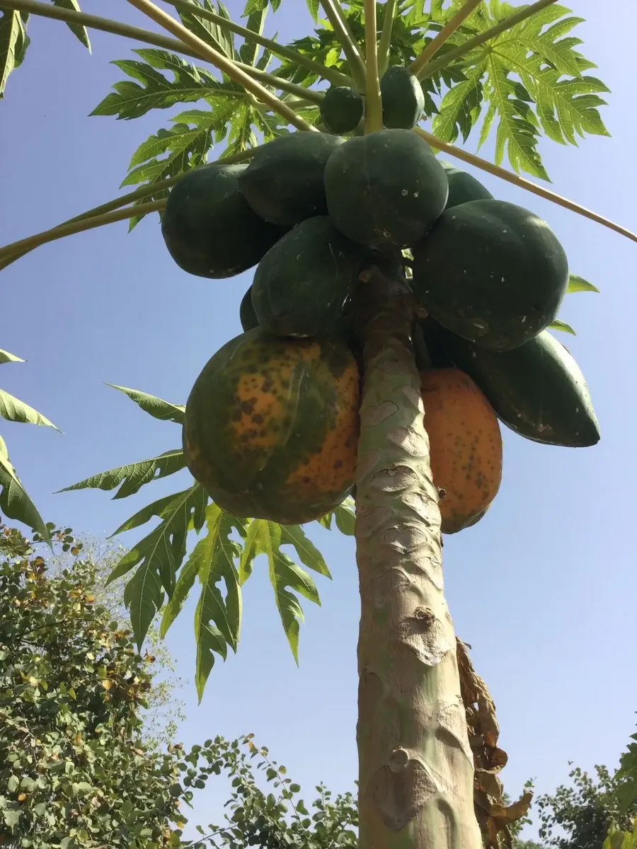 sending-spring-flowers-from-jadan bodyImage